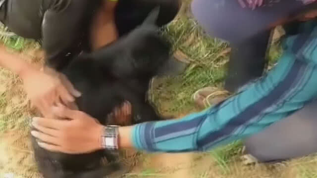 (มีคลิป) น้องหมาโดนงูเหลือมรัดดิ้นหนีตายเอาตัวรอด