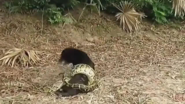 (มีคลิป) น้องหมาโดนงูเหลือมรัดดิ้นหนีตายเอาตัวรอด
