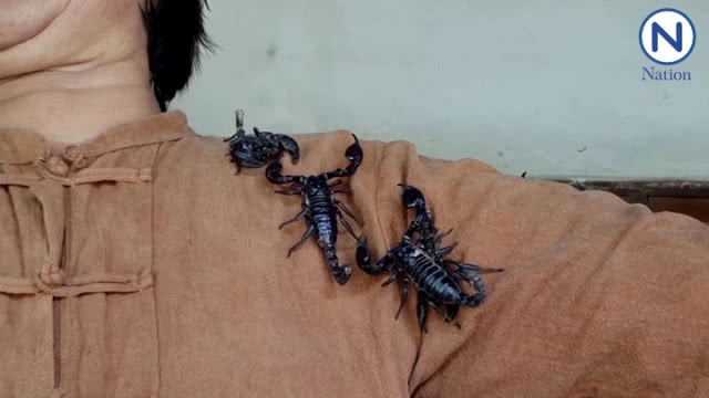 ฮิอฮา! ชาวบ้านแห่ดู มนุษย์แมงป่อง สุดเชื่องไม่กัดเจ้าของ