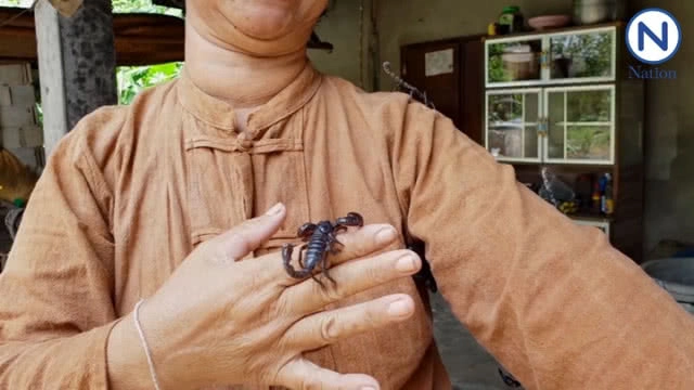 ฮิอฮา! ชาวบ้านแห่ดู มนุษย์แมงป่อง สุดเชื่องไม่กัดเจ้าของ