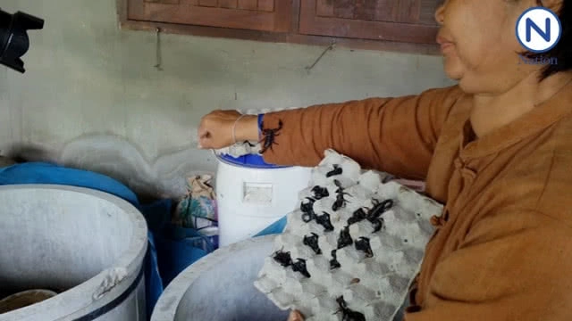 ฮิอฮา! ชาวบ้านแห่ดู มนุษย์แมงป่อง สุดเชื่องไม่กัดเจ้าของ