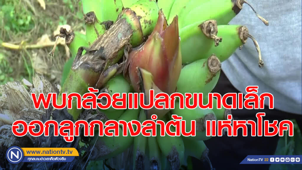 พบกล้วยแปลกขนาดเล็กออกลูกกลางลำต้นแห่หาโชค