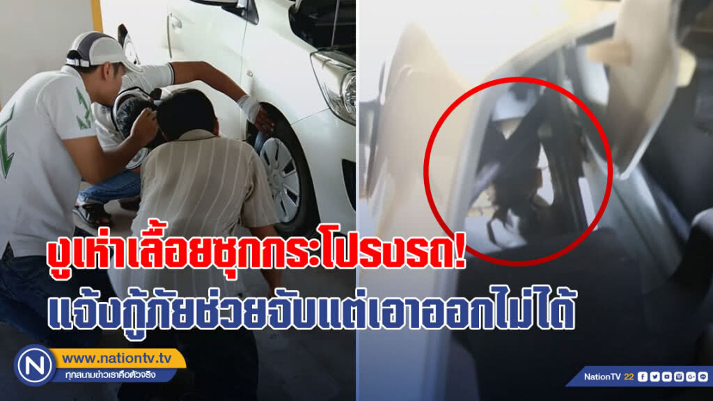 (คลิป) งูเห่าเลื้อยซุกกระโปรงรถ! แจ้งกู้ภัยช่วยจับแต่เอาออกไม่ได้ (คลิป) งูเห่าเลื้อยซุกกระโปรงรถ! แจ้งกู้ภัยช่วยจับแต่เอาออกไม่ได้