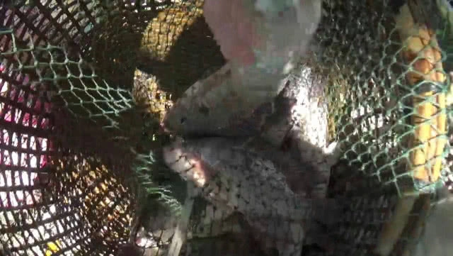 ชาวบ้านยกยอ-ทอดแห หาปลาในกว๊านพะเยา สร้างรายได้งาม