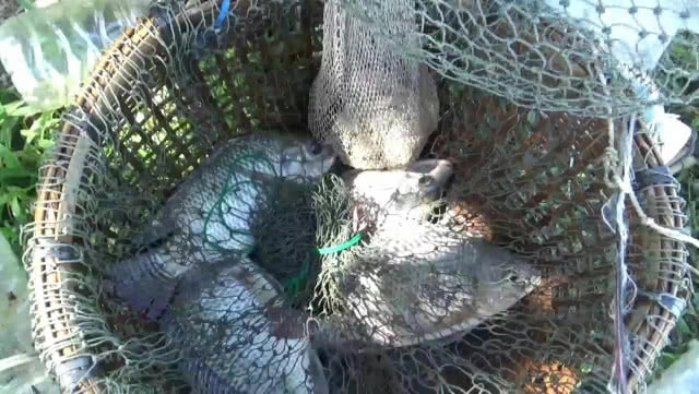 ชาวบ้านยกยอ-ทอดแห หาปลาในกว๊านพะเยา สร้างรายได้งาม