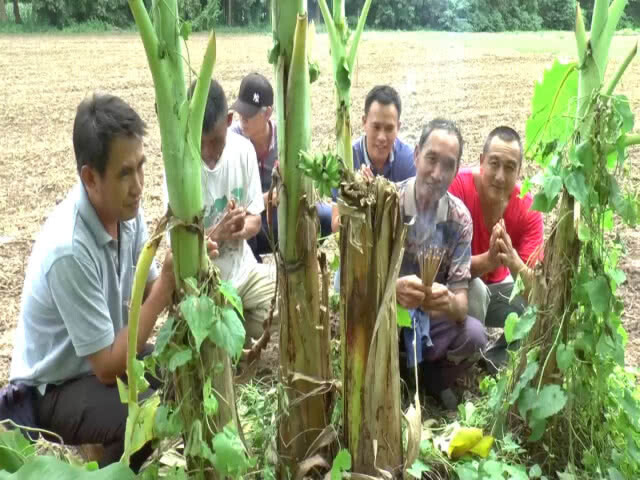 พบกล้วยแปลกขนาดเล็กออกลูกกลางลำต้นแห่หาโชค