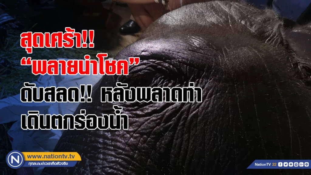 สุดเศร้า!! ช้างเพศผู้"พลายนำโชค"ดับสลด!! หลังพลาดท่าเดินตกร่องน้ำ