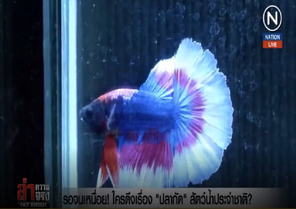 (คลิปข่าว) รอจนเหนื่อย! ใครดึงเรื่อง "ปลากัด" สัตว์น้ำประจำชาติ? (คลิปข่าว) รอจนเหนื่อย! ใครดึงเรื่อง "ปลากัด" สัตว์น้ำประจำชาติ?