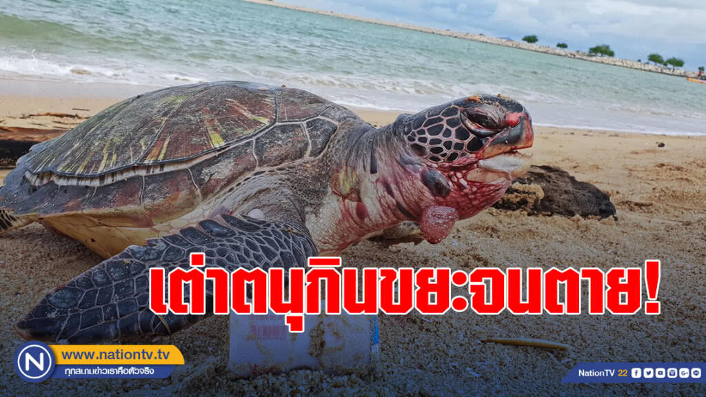 (คลิป) เต่าตนุกินขยะจนตาย! สู้จนลมหายใจสุดท้ายคลานขึ้นฝั่ง ประจานชีวิตให้มนุษย์มักง่ายได้เห็น (คลิป) เต่าตนุกินขยะจนตาย! สู้จนลมหายใจสุดท้ายคลานขึ้นฝั่ง ประจานชีวิตให้มนุษย์มักง่ายได้เห็น
