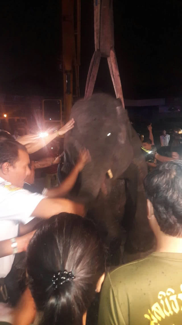 สุดเศร้า!! ช้างเพศผู้"พลายนำโชค"ดับสลด!! หลังพลาดท่าเดินตกร่องน้ำ