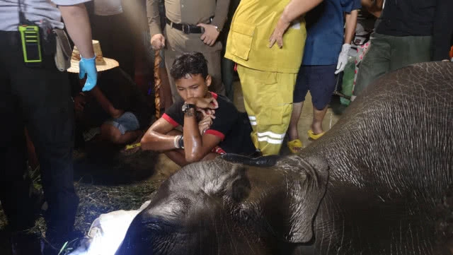 สุดเศร้า!! ช้างเพศผู้"พลายนำโชค"ดับสลด!! หลังพลาดท่าเดินตกร่องน้ำ