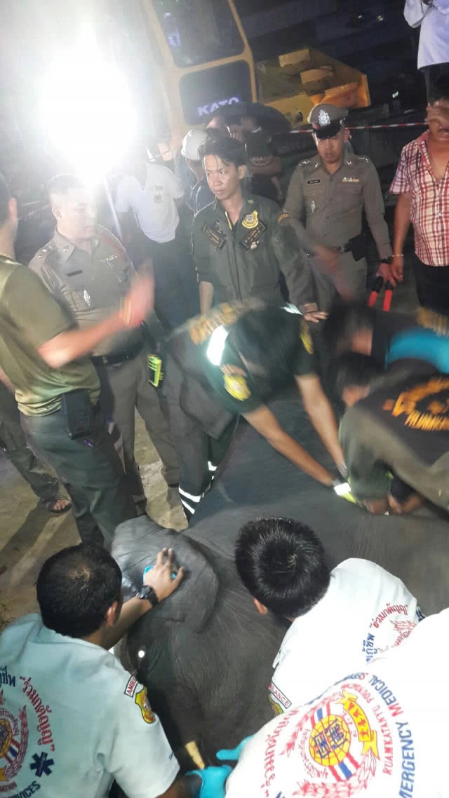 สุดเศร้า!! ช้างเพศผู้"พลายนำโชค"ดับสลด!! หลังพลาดท่าเดินตกร่องน้ำ