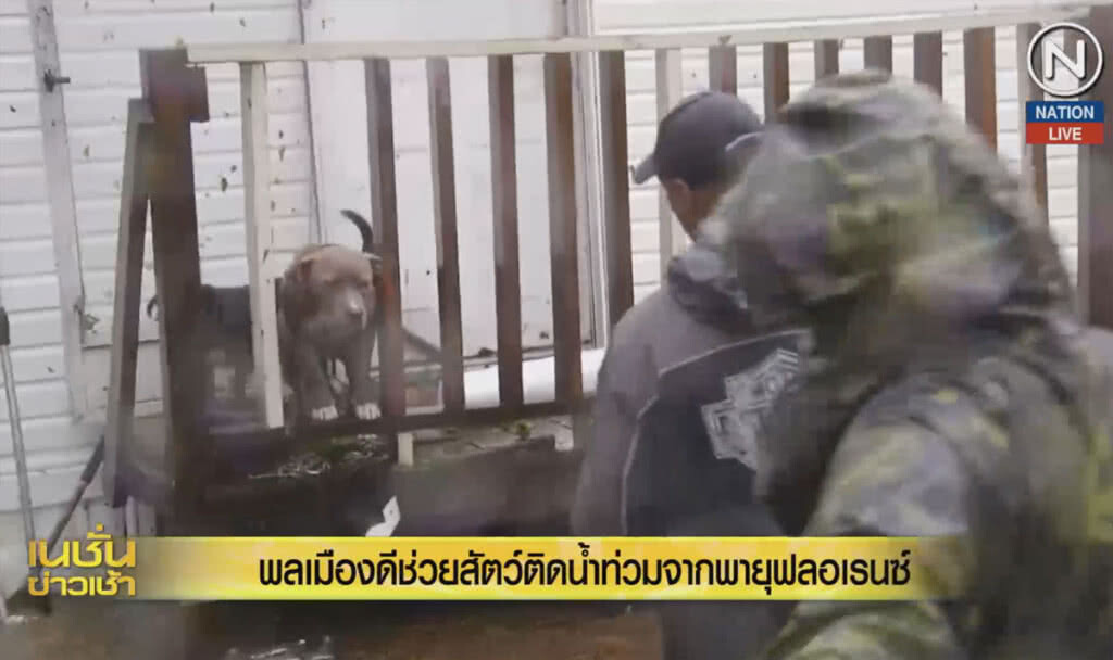 (คลิปข่าว) พลเมืองดีช่วยสัตว์ติดน้ำท่วม จากพายุฟลอเรนซ์ (คลิปข่าว) พลเมืองดีช่วยสัตว์ติดน้ำท่วม จากพายุฟลอเรนซ์