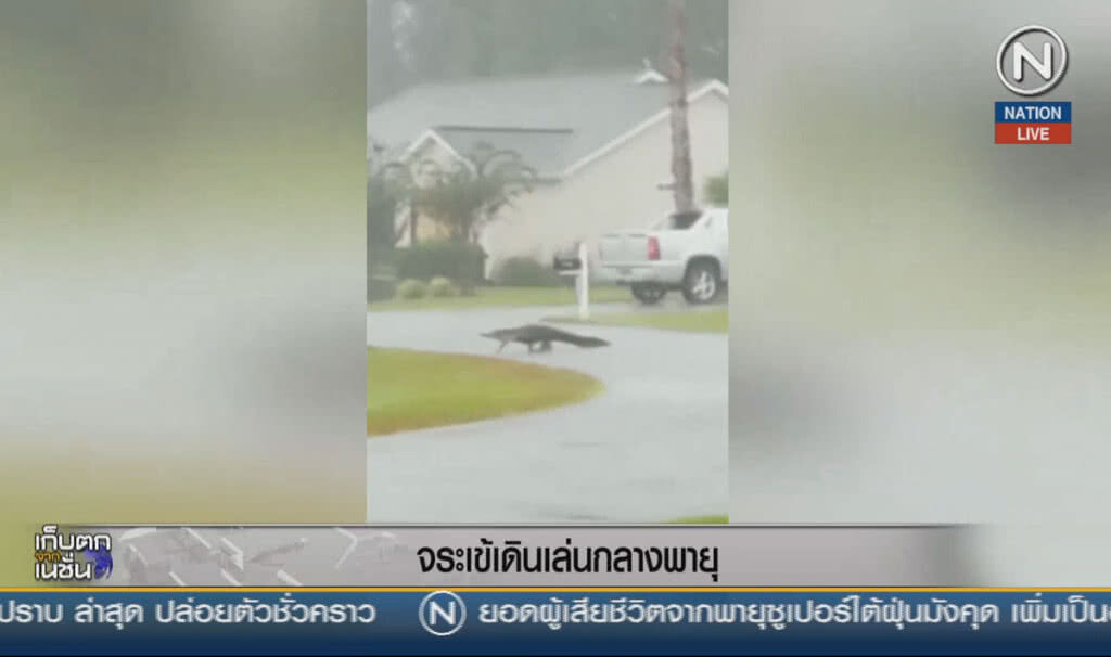 (คลิปข่าว) จระเข้อัลลิเกเตอร์ เดินเล่นกลางพายุ (คลิปข่าว) จระเข้อัลลิเกเตอร์ เดินเล่นกลางพายุ