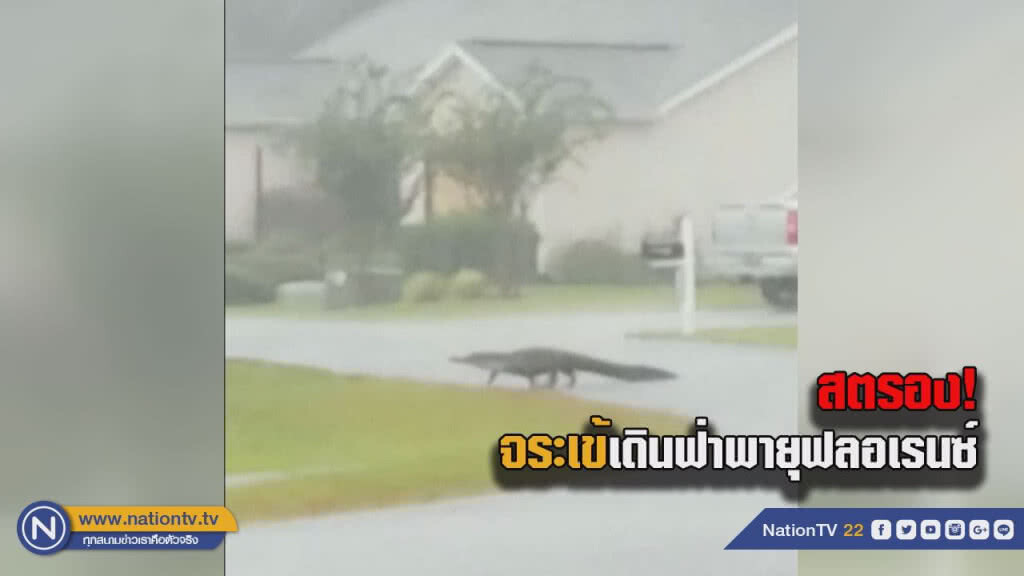 (คลิป) จระเข้เดินฟ่าพายุฟลอเรนซ์ (คลิป) จระเข้เดินฟ่าพายุฟลอเรนซ์