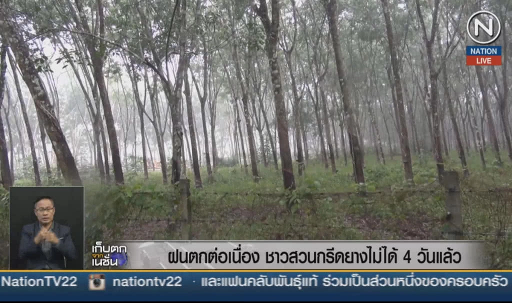 (คลิปข่าว) ฝนตกต่อเนื่อง ชาวสวนกรีดยางไม่ได้ 4 วันแล้ว