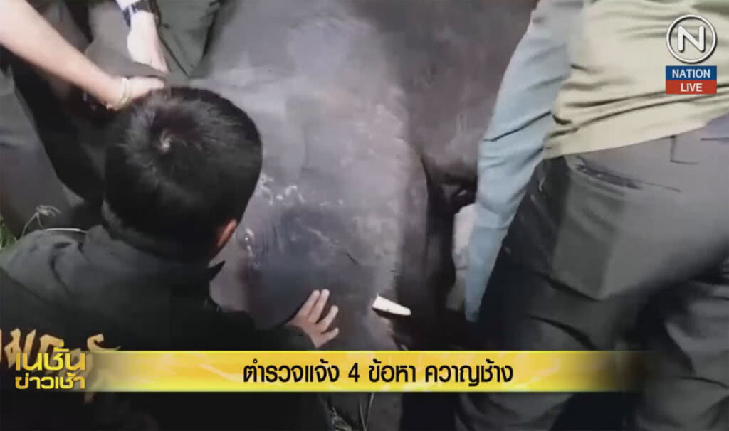 (คลิปข่าว) ตำรวจแจ้ง 4 ข้อหาควาญช้าง "เจ้าพันล้าน" (คลิปข่าว) ตำรวจแจ้ง 4 ข้อหาควาญช้าง "เจ้าพันล้าน"