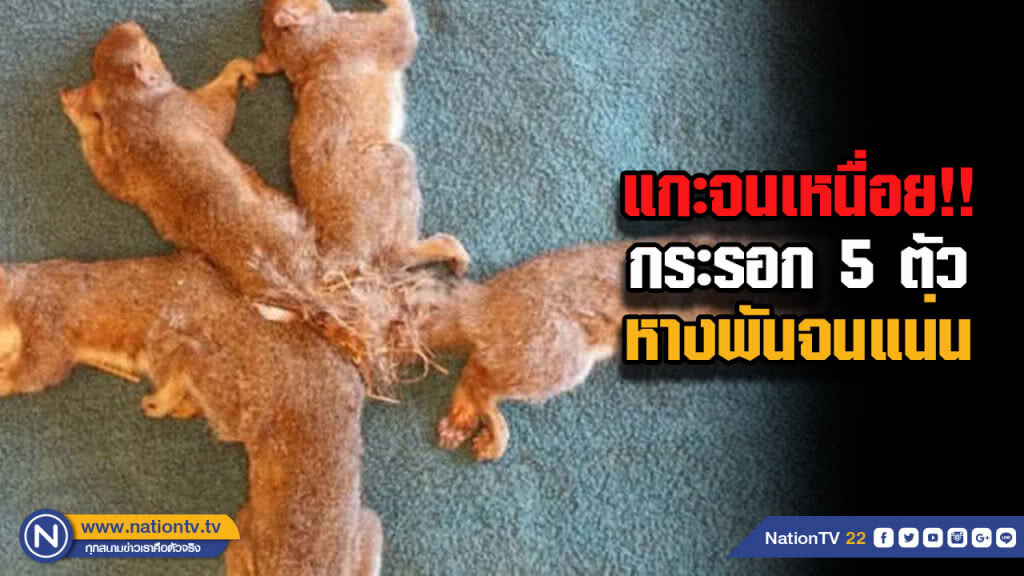 ไม่ใช่หนแรก! กระรอก 5 ตัวในสวนสัตว์หางพันกันต้องให้คนช่วยปลด