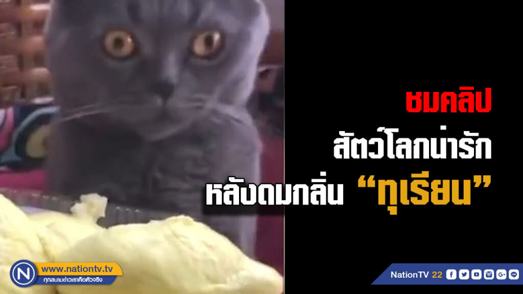 ทำยังกะเป็นคน! คลิปวิดีโอสุดน่ารักสารพัดสัตว์เกลียดทุเรียน