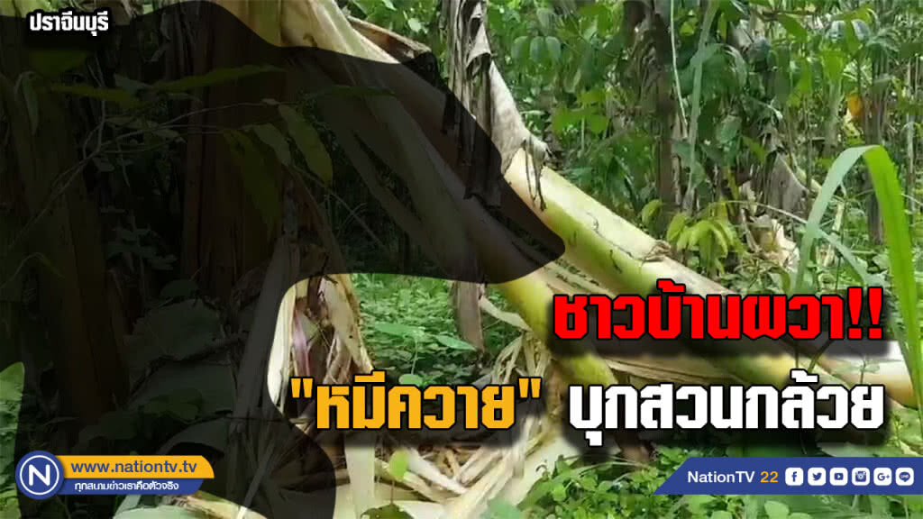 ชาวบ้านผวาหมีควายบุกสวนกล้วยราบเป็นหน้ากลอง ชาวบ้านผวาหมีควายบุกสวนกล้วยราบเป็นหน้ากลอง