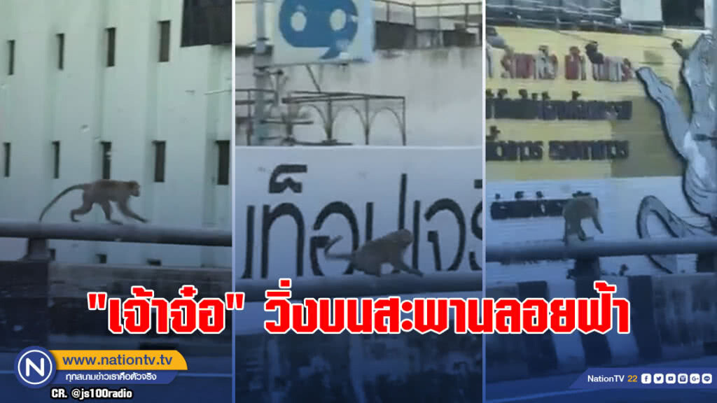 (คลิป) ผงะ! พบ "เจ้าจ๋อ" วิ่งบนสะพานลอยฟ้า (คลิป) ผงะ! พบ "เจ้าจ๋อ" วิ่งบนสะพานลอยฟ้า