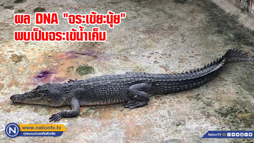ผลตรวจ DNA "จระเข้ยะนุ้ย" พบเป็นจระเข้น้ำเค็ม