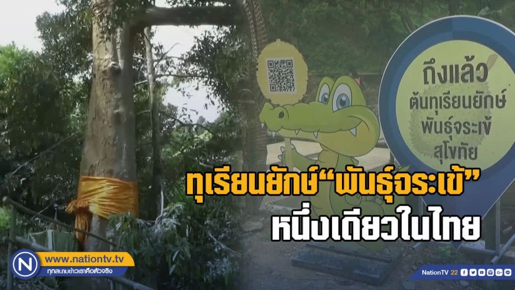 น่าทึ่ง! ทุเรียนยักษ์ "พันธ์ุจระเข้" หนึ่งเดียวในไทย