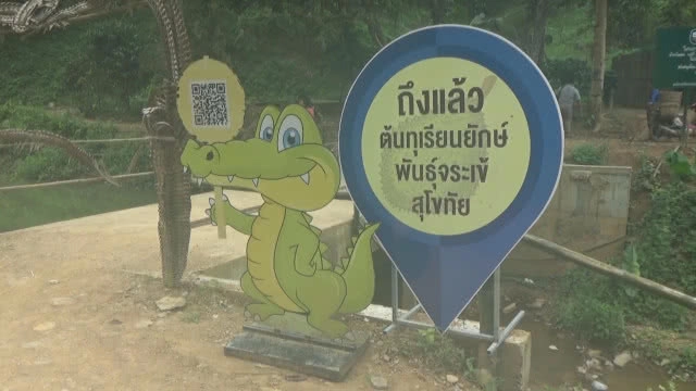 น่าทึ่ง! ทุเรียนยักษ์ "พันธ์ุจระเข้" หนึ่งเดียวในไทย