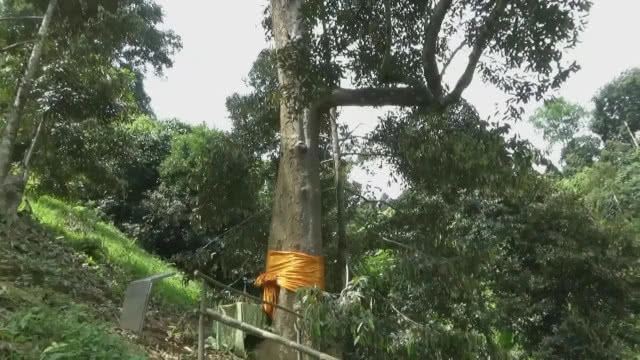 น่าทึ่ง! ทุเรียนยักษ์ "พันธ์ุจระเข้" หนึ่งเดียวในไทย