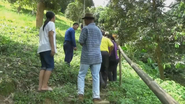 น่าทึ่ง! ทุเรียนยักษ์ "พันธ์ุจระเข้" หนึ่งเดียวในไทย