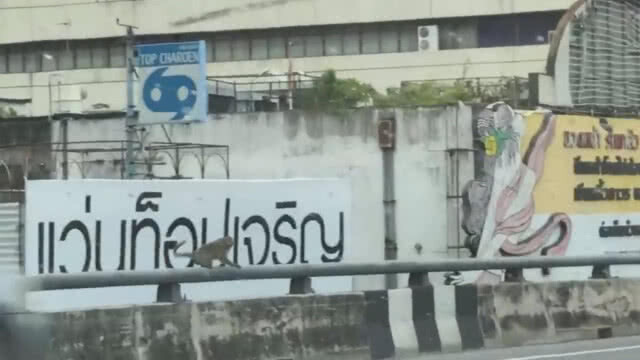 (คลิป) ผงะ! พบ "เจ้าจ๋อ" วิ่งบนสะพานลอยฟ้า