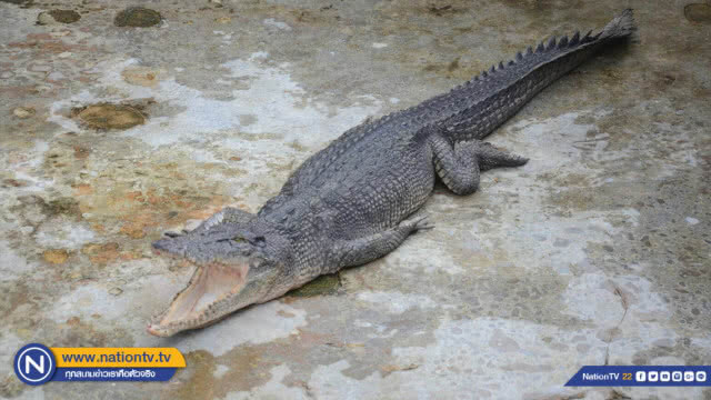 ผลตรวจ DNA "จระเข้ยะนุ้ย" พบเป็นจระเข้น้ำเค็ม