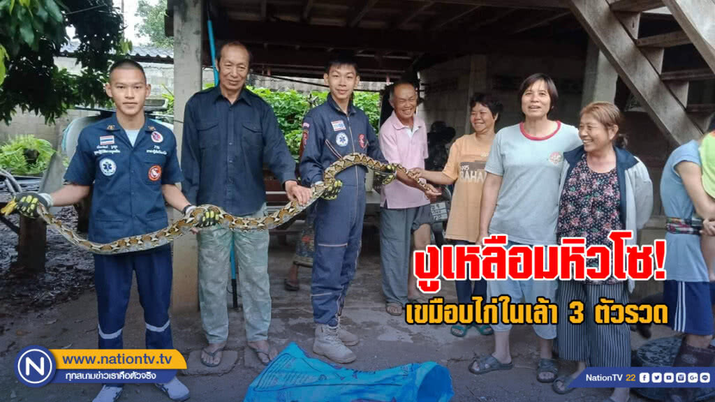 งูเหลือมหนีน้ำท่วมเขมือบไก่ในเล้า 3 ตัวรวด