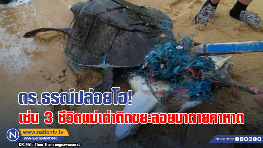 ดร.ธรณ์ปล่อยโฮ! เซ่น 3 ชีวิตแม่เต่าติดขยะลอยมาตายคาหาด ดร.ธรณ์ปล่อยโฮ! เซ่น 3 ชีวิตแม่เต่าติดขยะลอยมาตายคาหาด