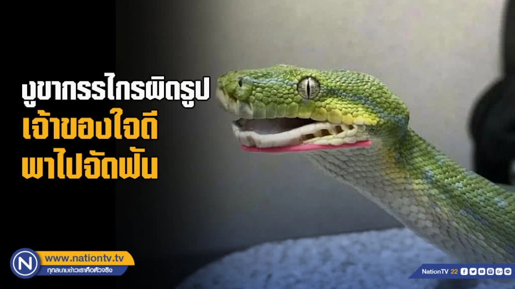 สุดยอดใจกรุณา! งูในสหรัฐได้จัดฟัน เพราะแนวขากรรไกรผิดรูปร่าง