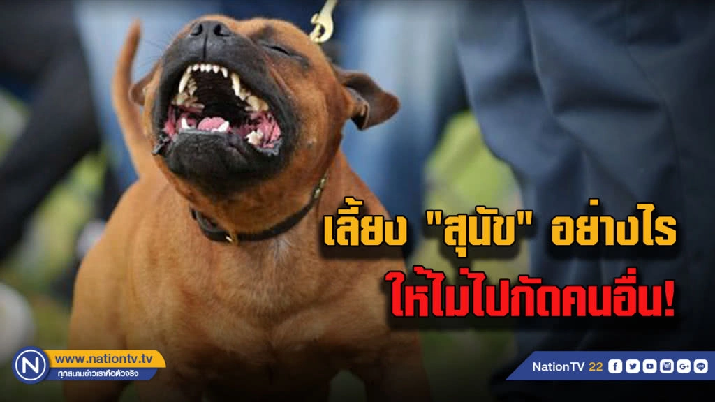 ลดโศกนาฏกรรม.....เลี้ยง "สุนัข" อย่างไรให้ไม่ไปกัดคนอื่น