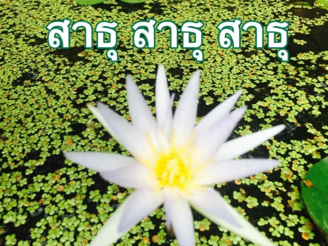 แง้มหัวใจลุง-ป้า "ไลน์" สวัสดีทุกเช้า