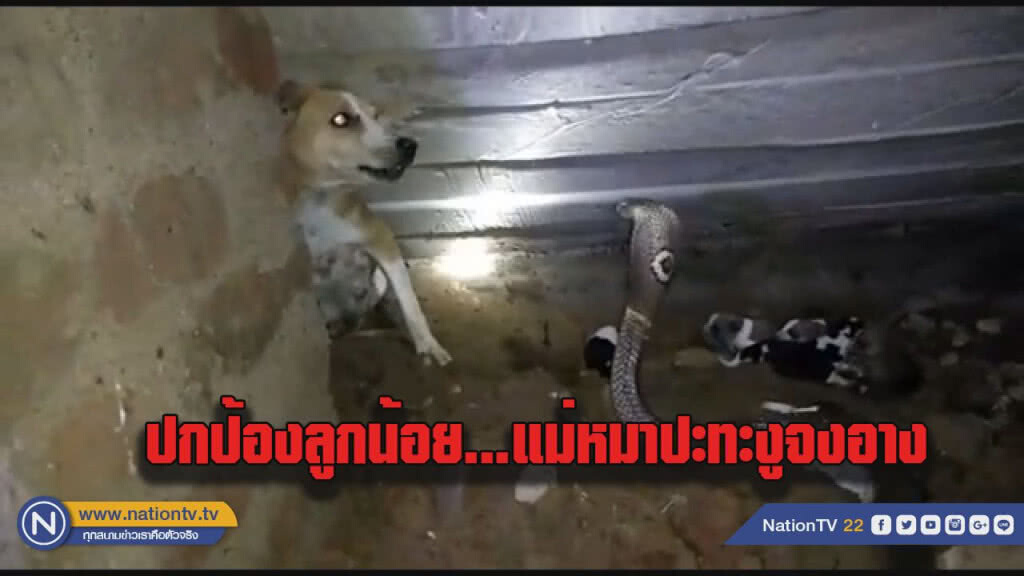 (คลิป) หมาแม่ลูกอ่อน พยายามปกป้องลูกจาก "งูจงอาง" (คลิป) หมาแม่ลูกอ่อน พยายามปกป้องลูกจาก "งูจงอาง"