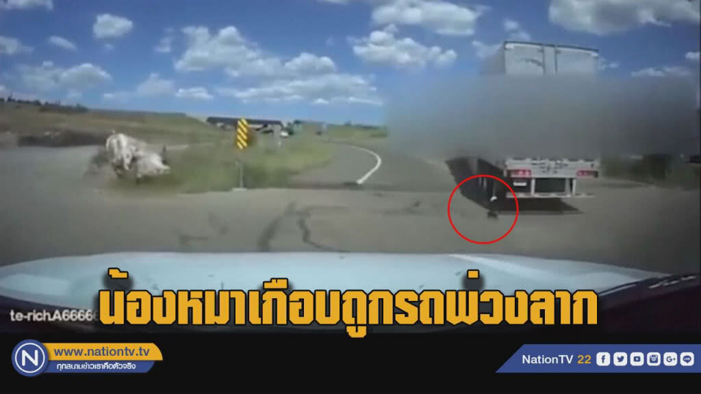 (คลิป)คนขับรถพ่วง ลืมปลดเชือก "หมา" เกือบถูกลากไปไกล (คลิป)คนขับรถพ่วง ลืมปลดเชือก "หมา" เกือบถูกลากไปไกล