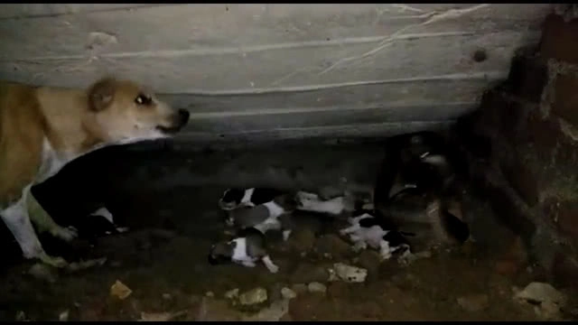 (คลิป) หมาแม่ลูกอ่อน พยายามปกป้องลูกจาก "งูจงอาง"