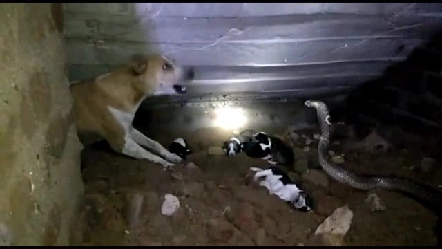 (คลิป) หมาแม่ลูกอ่อน พยายามปกป้องลูกจาก "งูจงอาง"