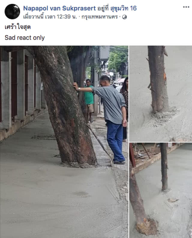 โซเชียลวิจารณ์ยับ!!! (ภาพ)ช่างรับเหมาสุดชุ่ย เทปูนทับต้นไม้บนฟุตปาธ