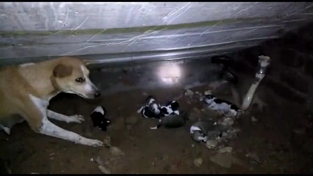 (คลิป) หมาแม่ลูกอ่อน พยายามปกป้องลูกจาก "งูจงอาง"