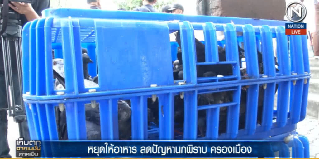 (คลิปข่าว) หยุดให้อาหาร ลดปัญหานกพิราบ ครองเมือง (คลิปข่าว) หยุดให้อาหาร ลดปัญหานกพิราบ ครองเมือง