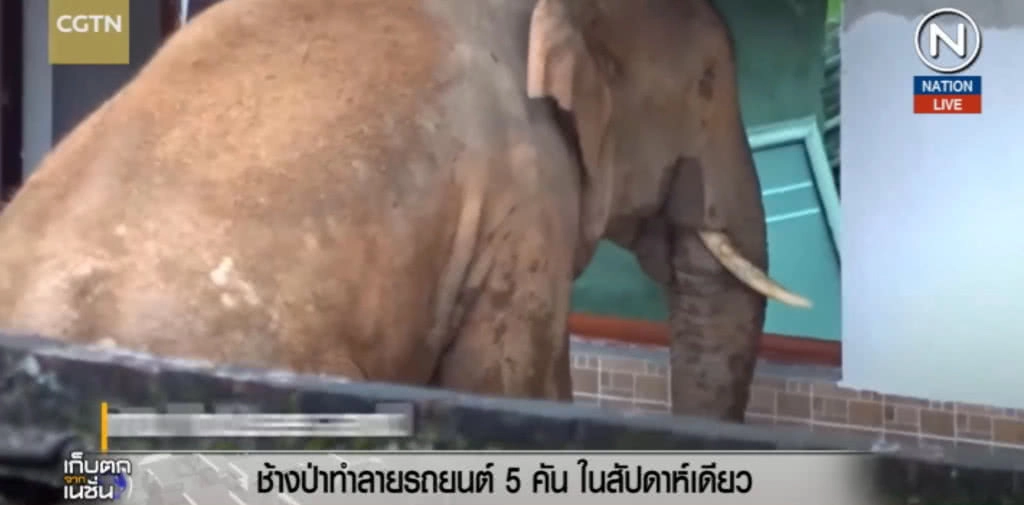 (คลิปข่าว) ช้างป่าในจีนบุกเดี่ยวทำลายรถ 5 คัน ใน 1 สัปดาห์