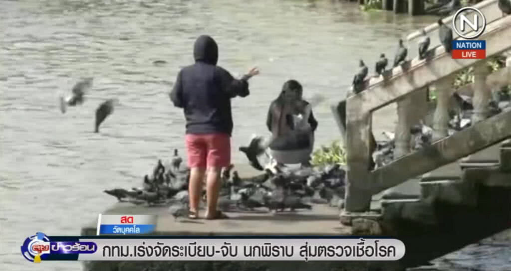 (คลิปข่าว) กทม.เร่งจัดระเบียบนกพิราบ พร้อมสุ่มจับไปตรวจเชื้อโรค