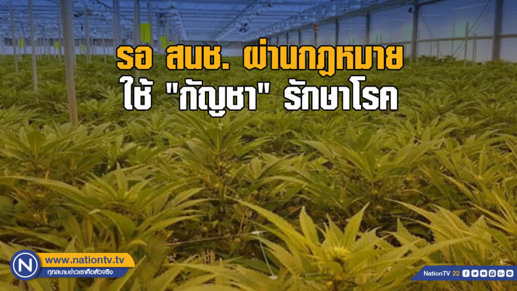 รอสนช.ผ่านกฏหมาย ใช้ "กัญชา" รักษาโรค รอสนช.ผ่านกฏหมาย ใช้ "กัญชา" รักษาโรค