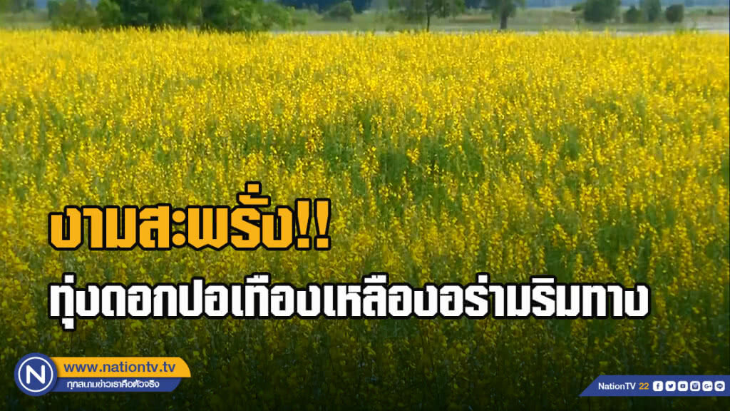 งามสะพรั่ง!! ทุ่งดอกปอเทืองเหลืองอร่ามริมทาง