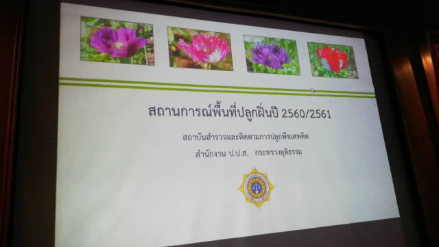(คลิป) แม่ทัพภาค 3 เผยพื้นที่ลักลอบปลูกฝิ่นลดลง 1,308.87 ไร่