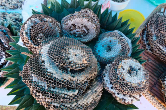 หนึ่งเดียวในโลก!!! เทศกาลกินต่อหัวเสือ